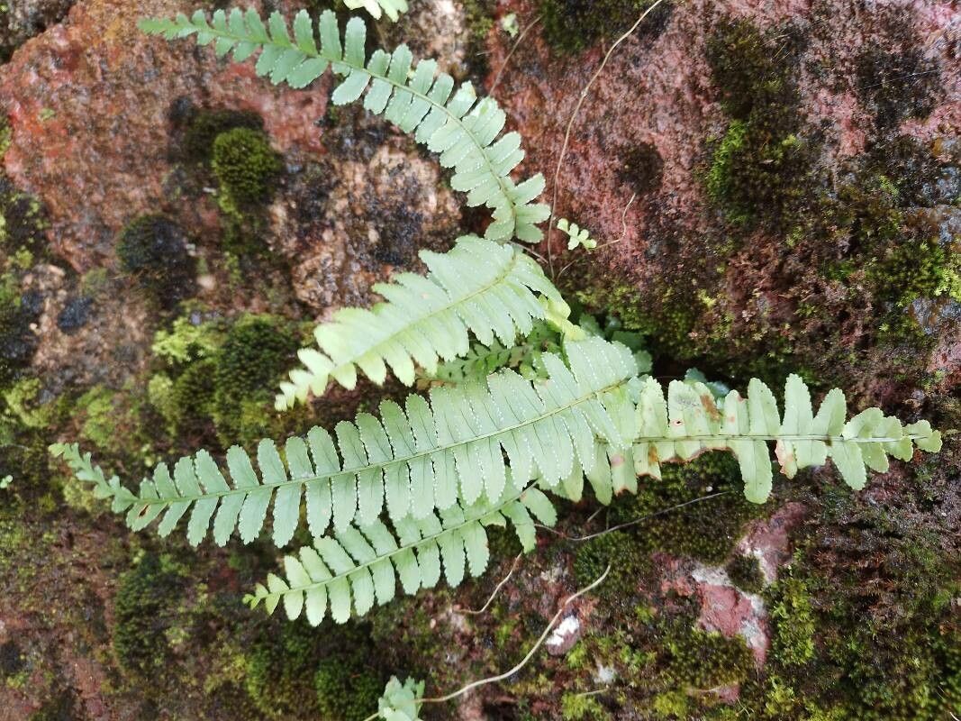 Asplenium platyneuron flower