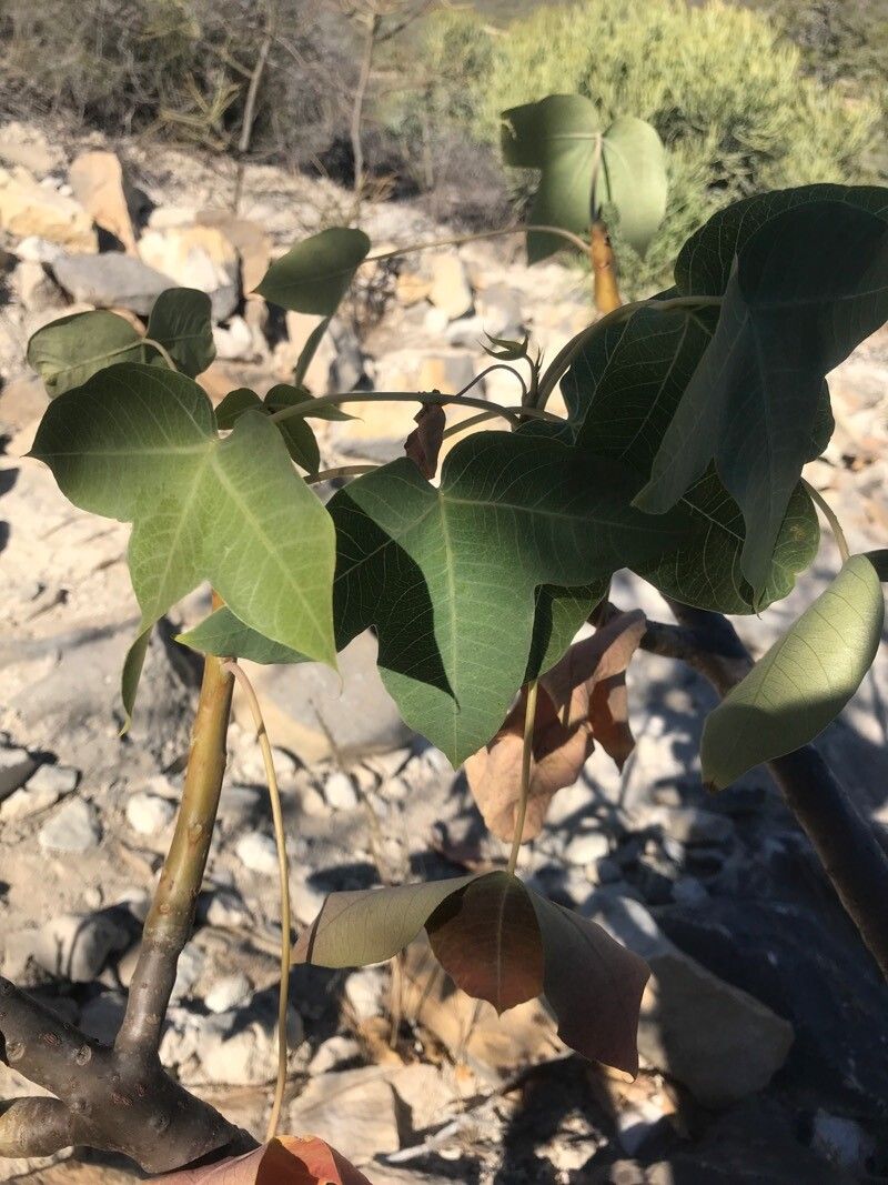 Jatropha mahafalensis — houseplant care guide