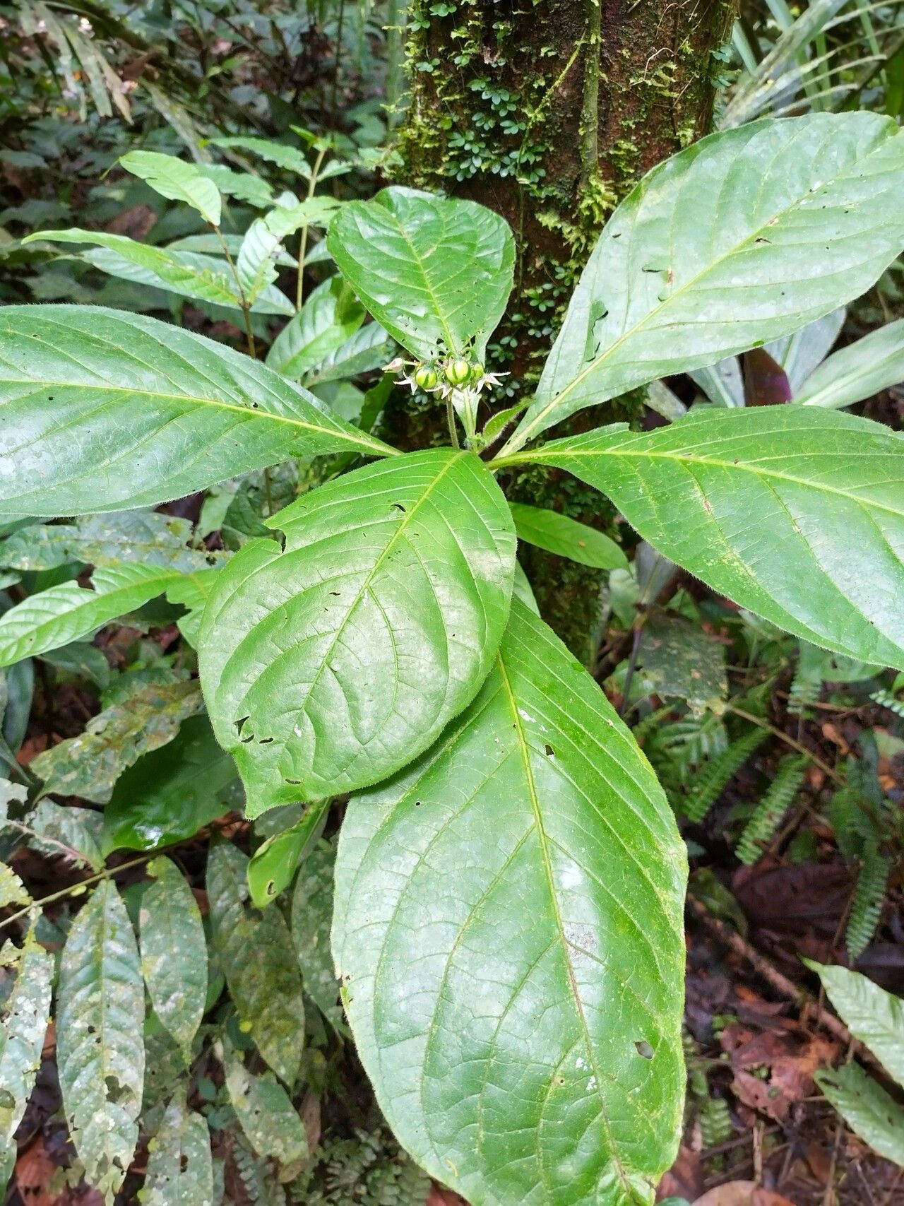 Solanum monarchostemon — houseplant care guide