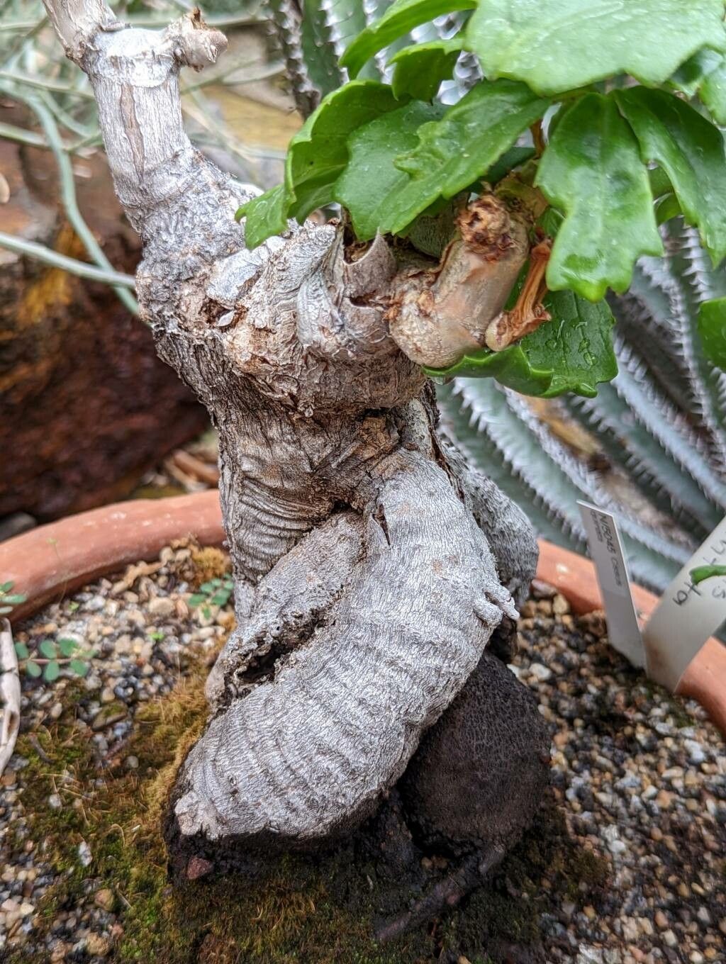 Cyphostemma quinatum bark