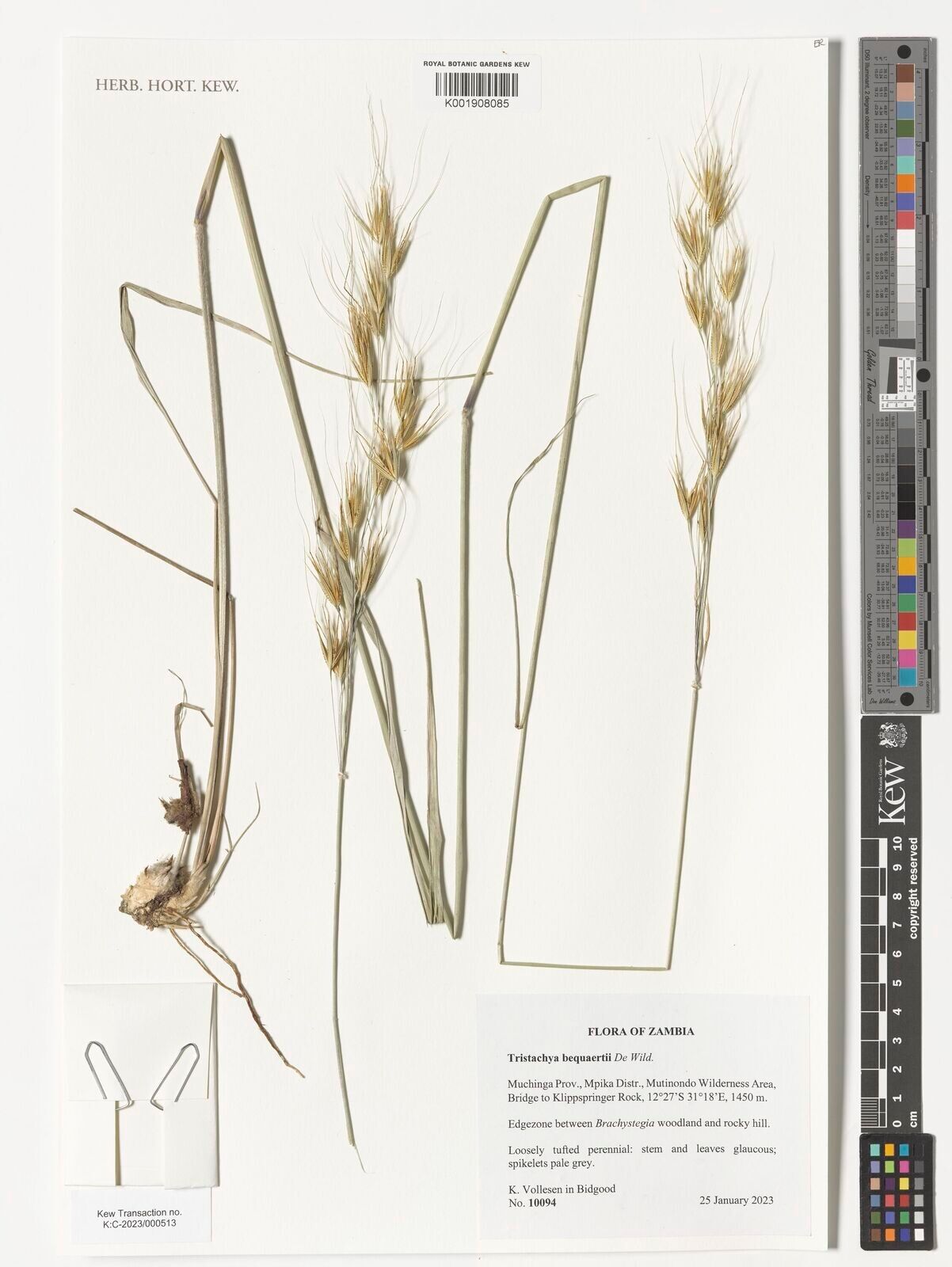 Tristachya bequaertii — related species from the same genus