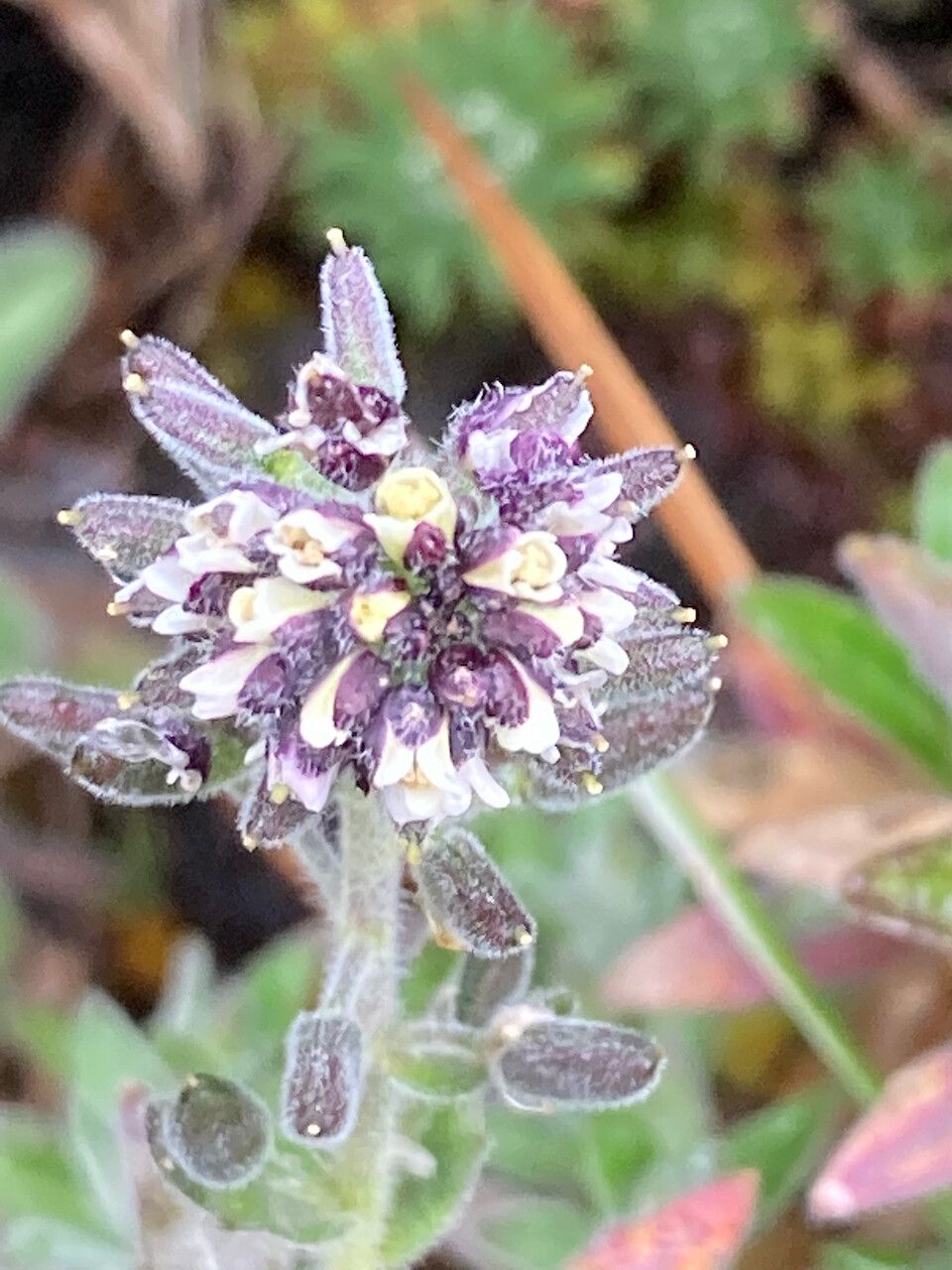 Draba hallii flower