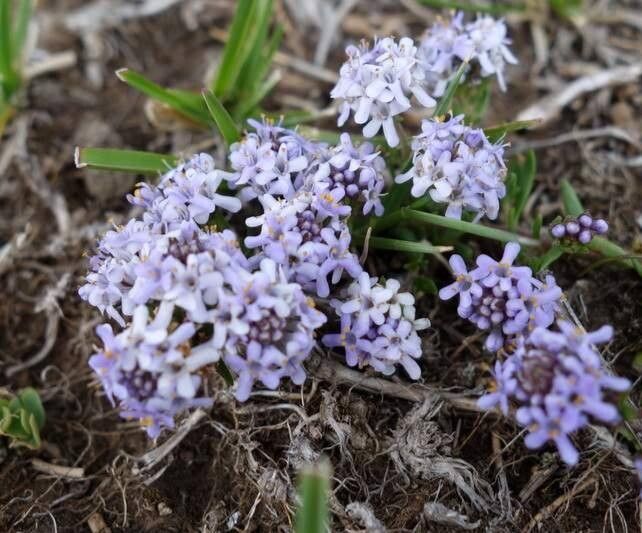 Selago flanaganii — related species from the same genus