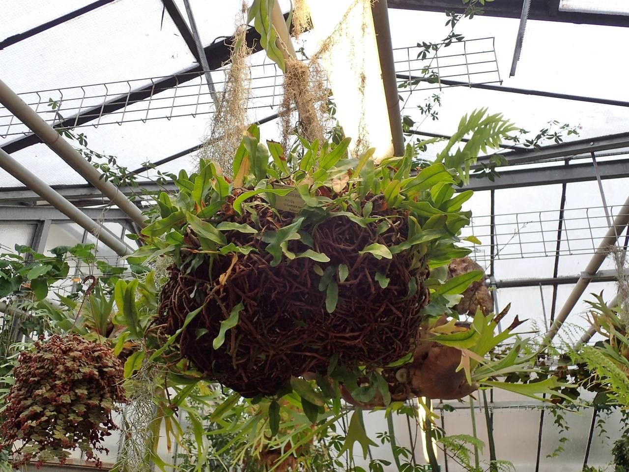 Microgramma nitida habit