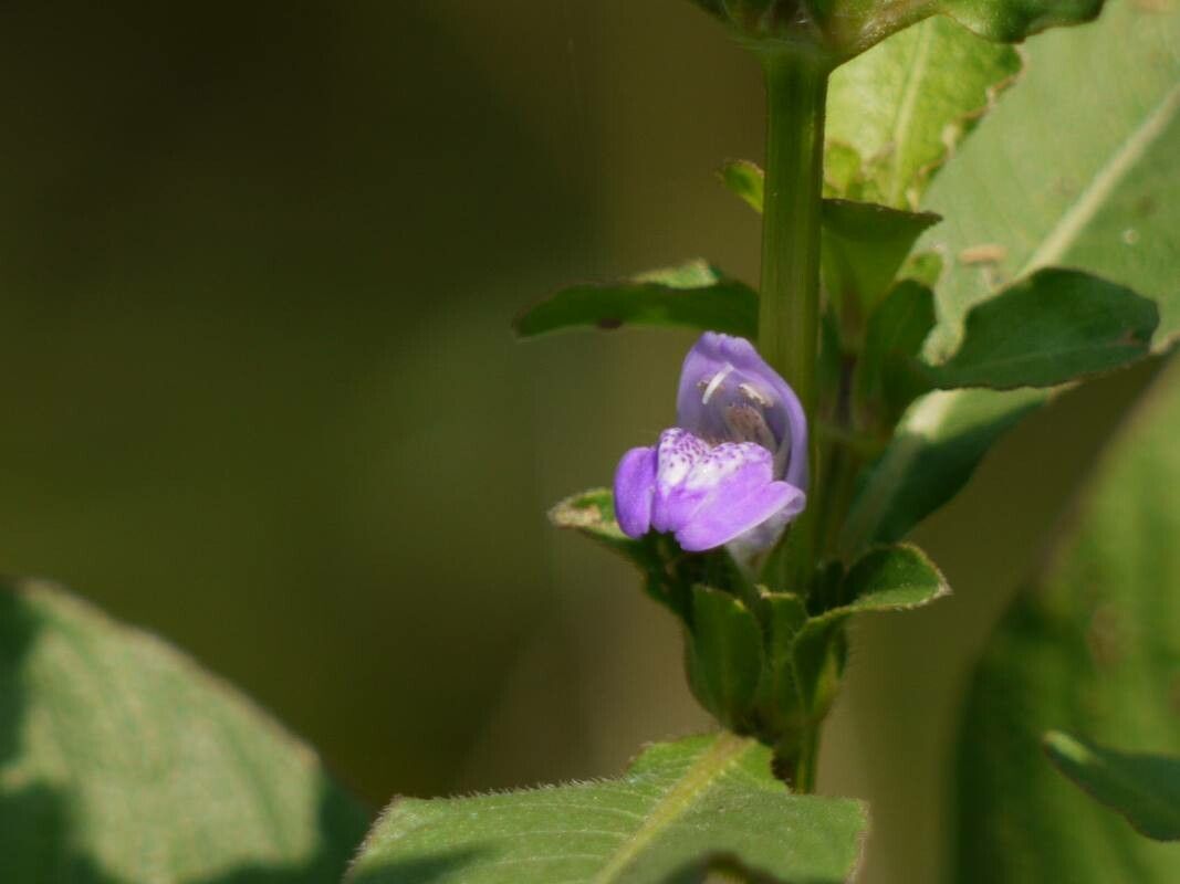 Hygrophila ringens flower
