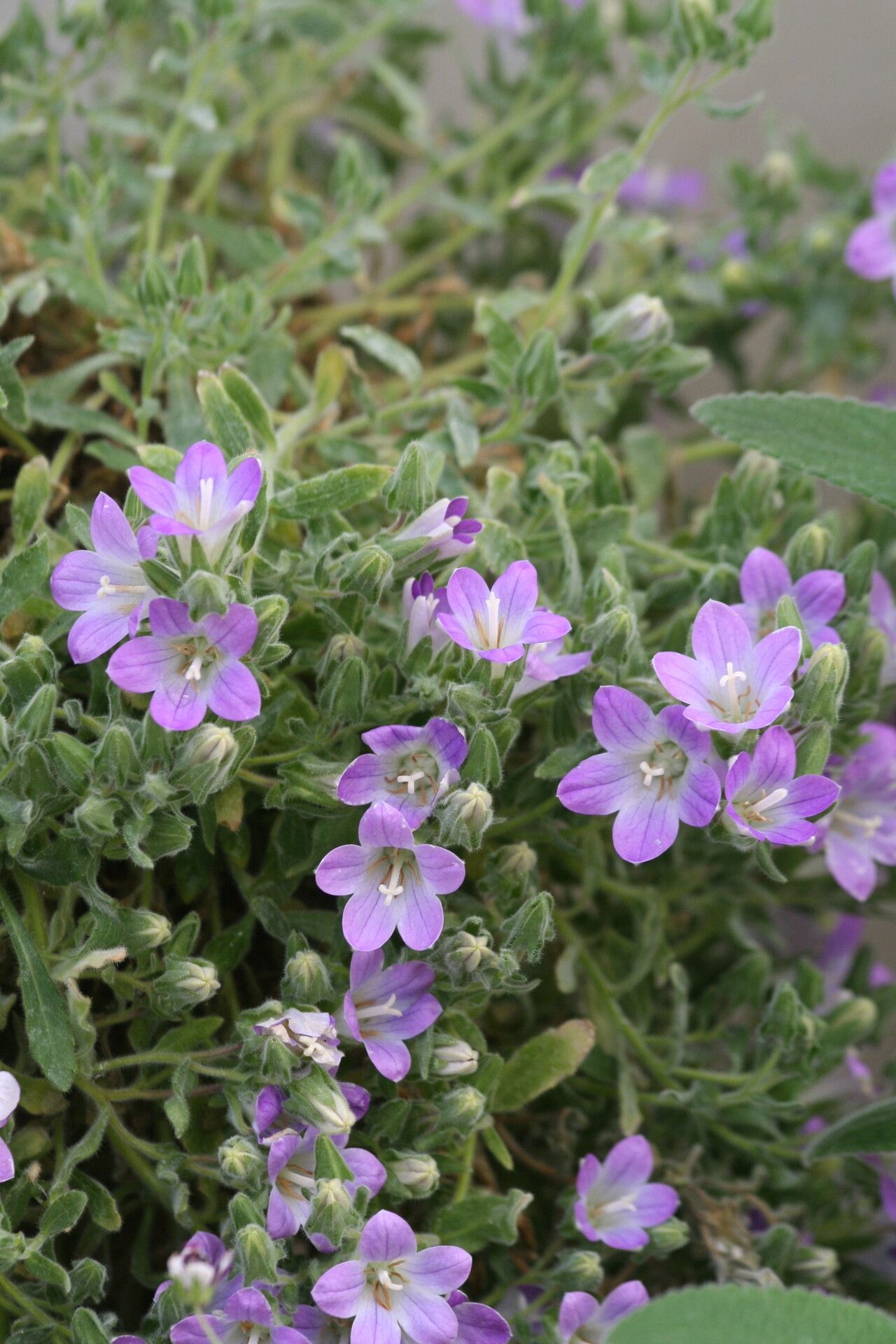 Campanula atlantis flower
