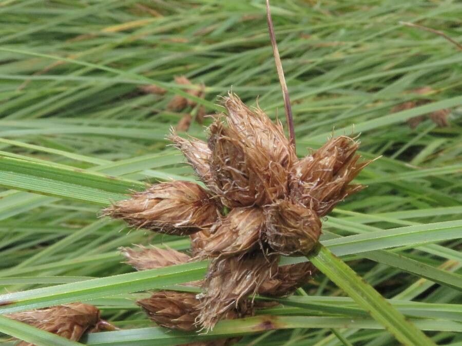 Bolboschoenus maritimus flower