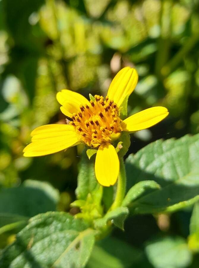 Aspilia silphioides flower