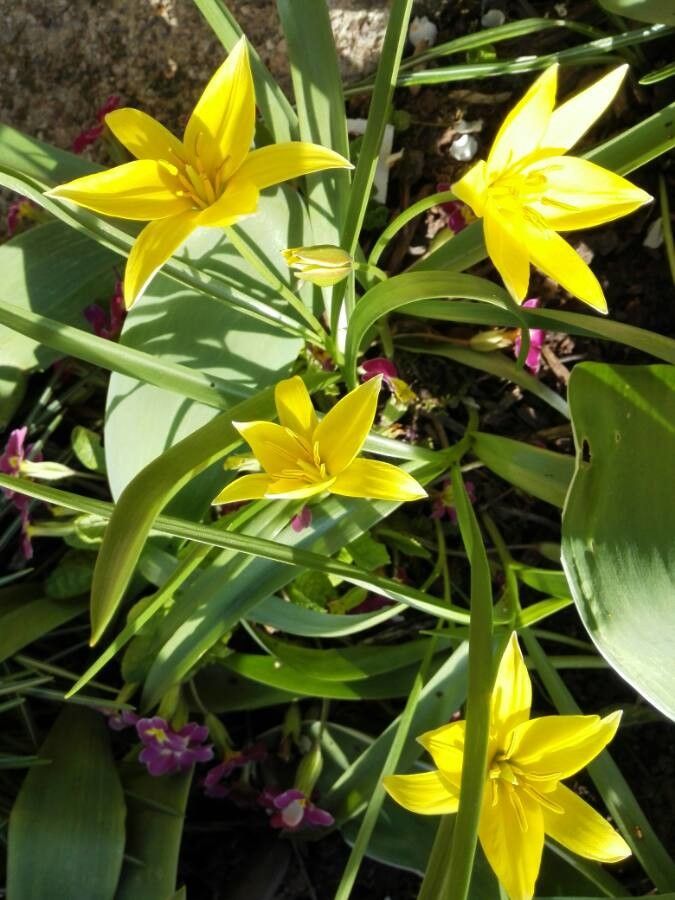 Tulipa sylvestris flower