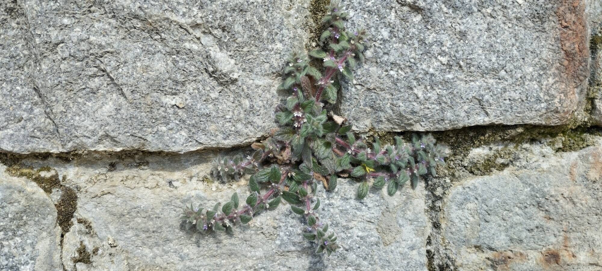 Ajuga parviflora habit