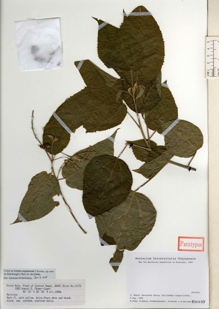 Croton nepalensis — houseplant care guide