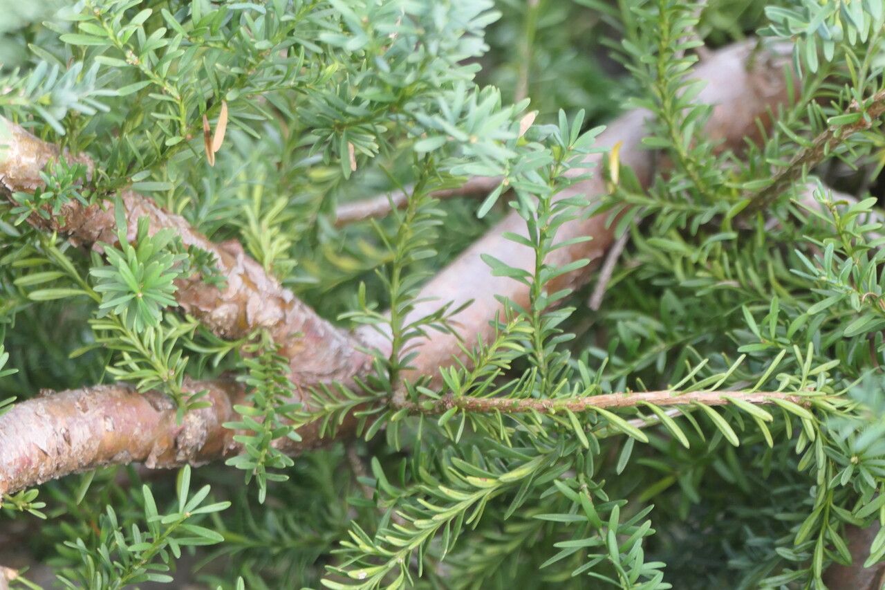 Podocarpus lawrencei bark