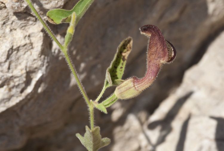 Aristolochia coryi flower