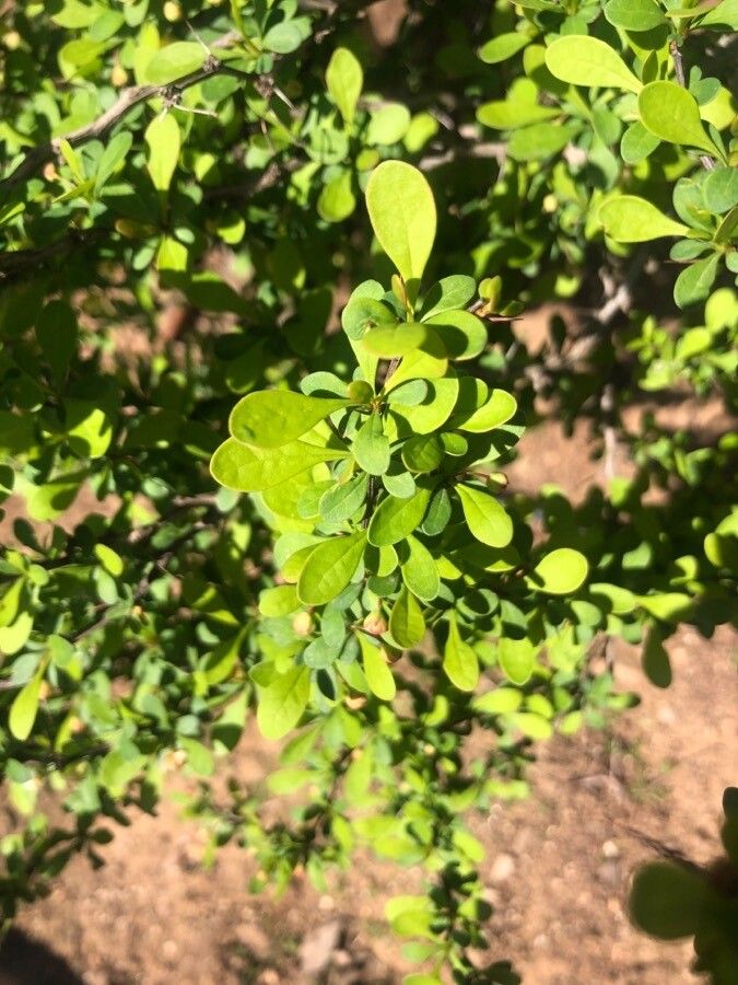 Berberis jamesiana leaf