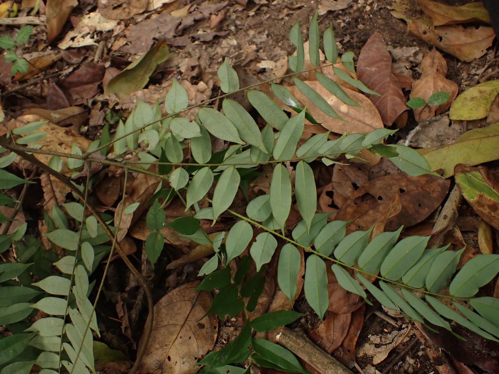 Rourea parviflora leaf