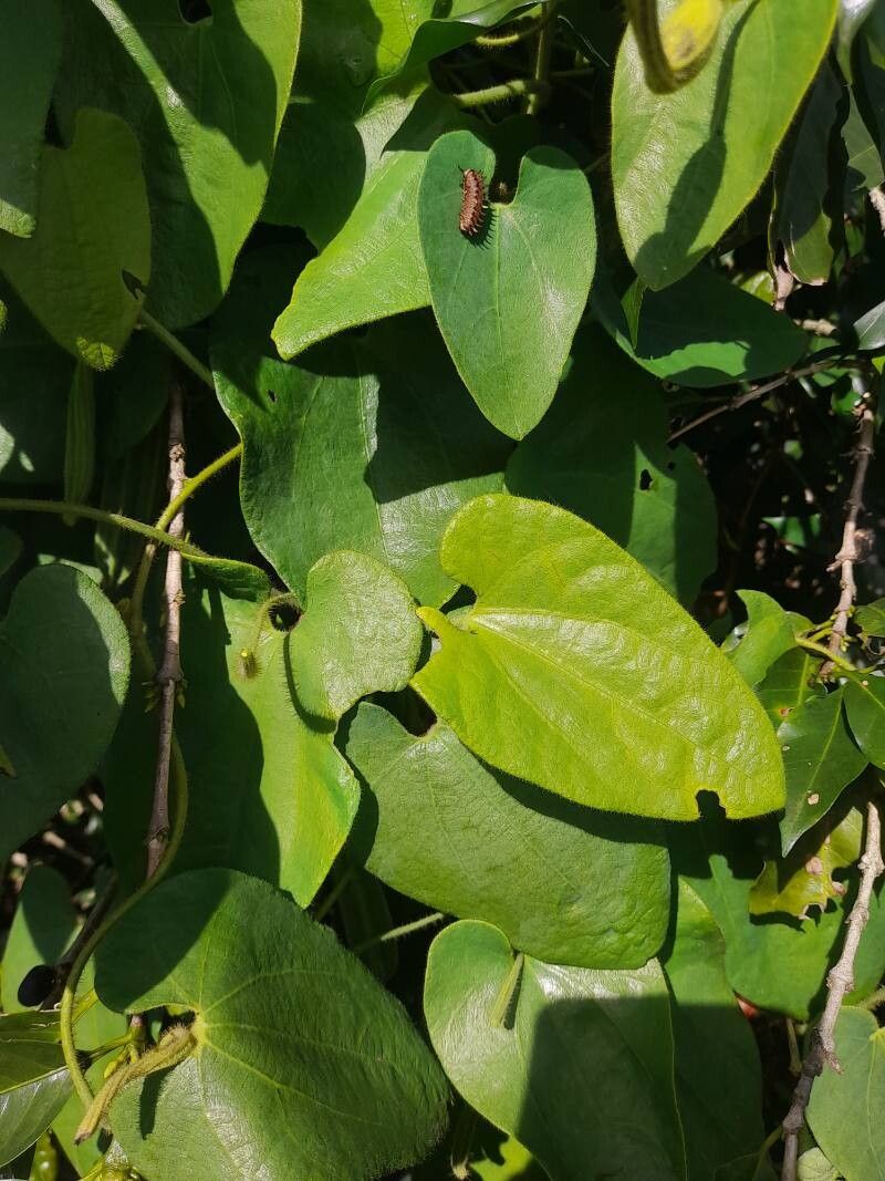Aristolochia pilosa leaf