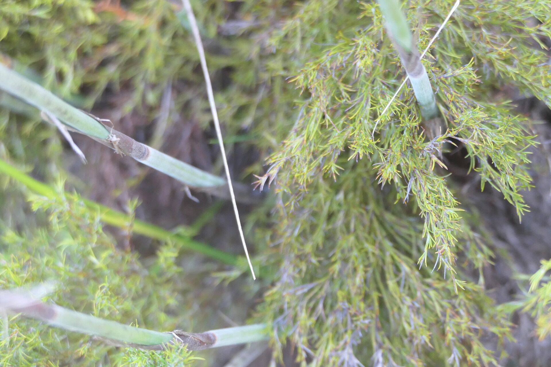 Thamnochortus cinereus bark