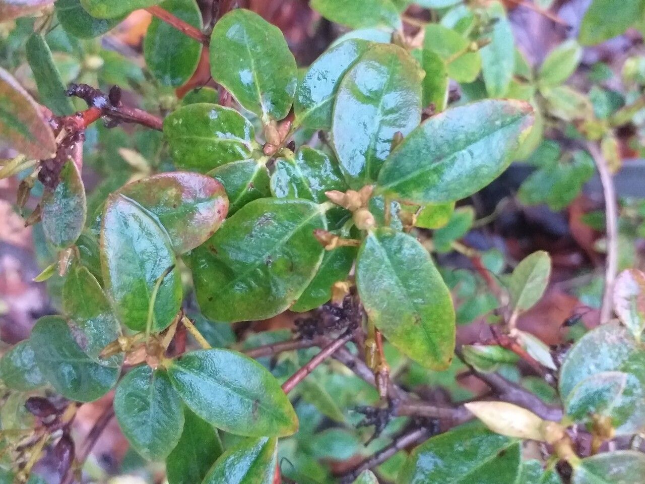 Rhododendron keiskei — houseplant care guide