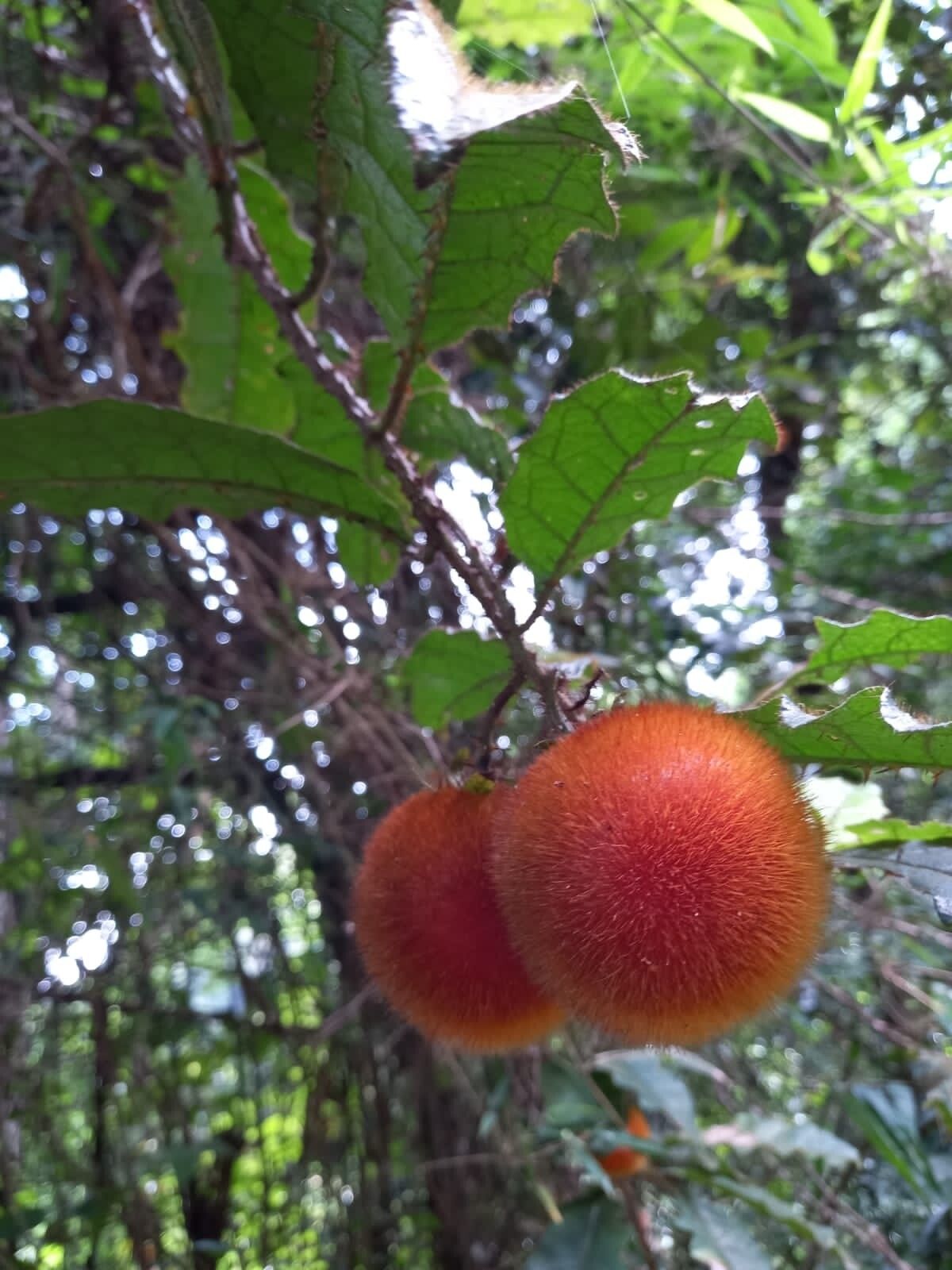 Solanum paraibanum fruit