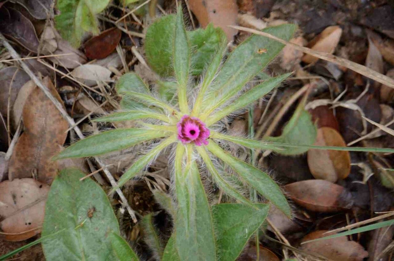 Gomphrena macrocephala habit