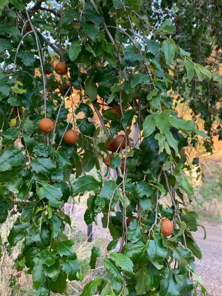 Petalostigma pubescens — search result for 'Papua New Guinea'