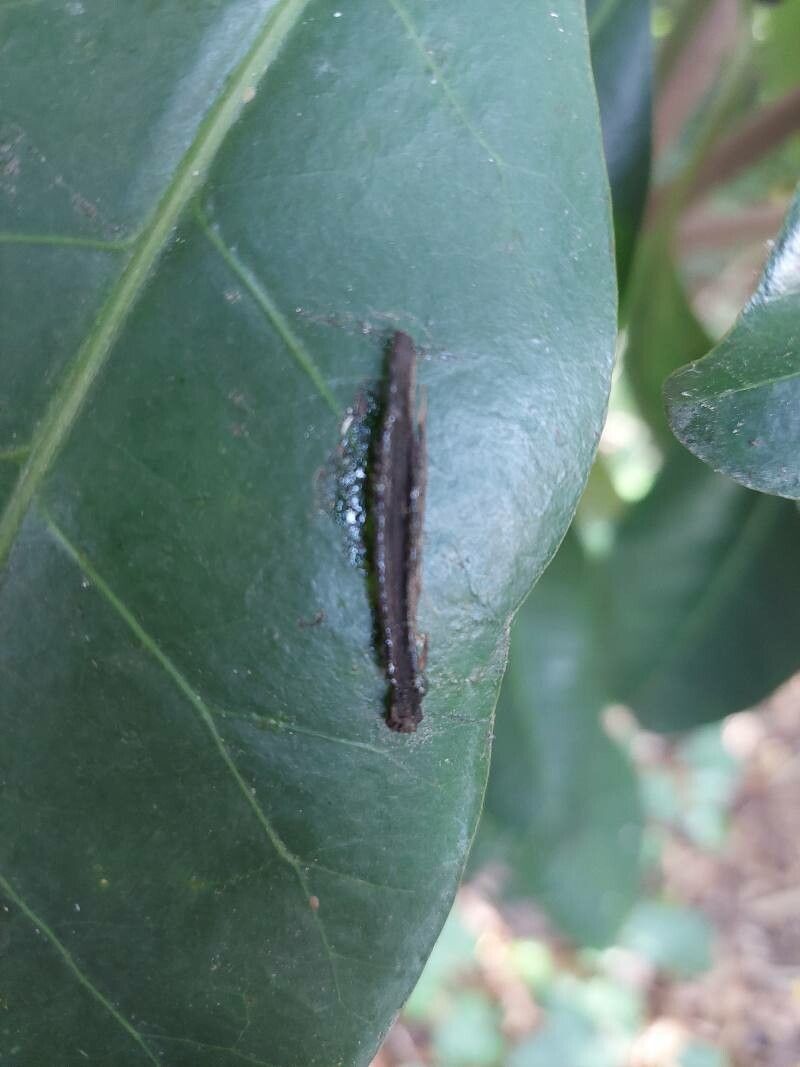 Pisonia brunoniana fruit