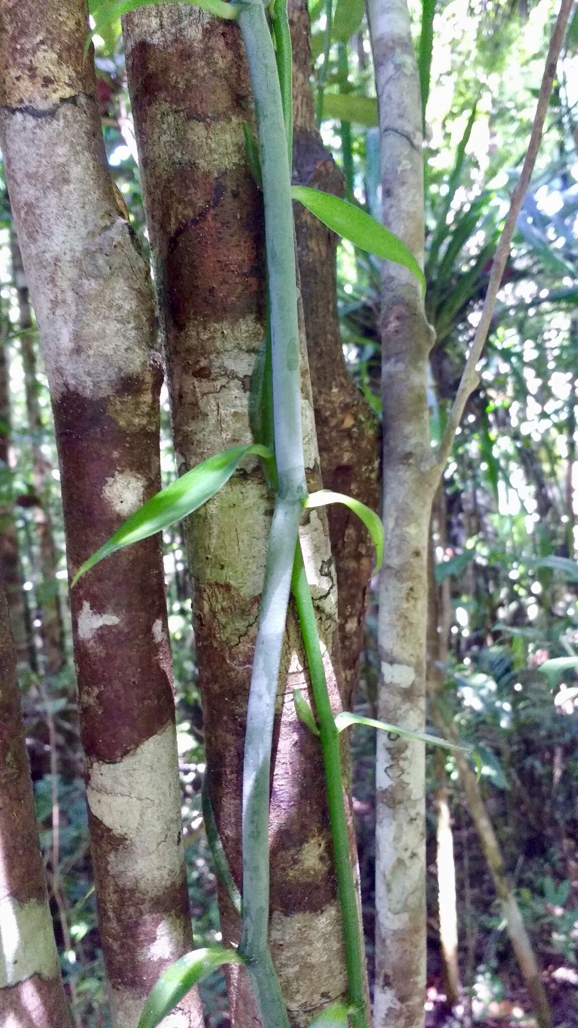 Vanilla coursii bark