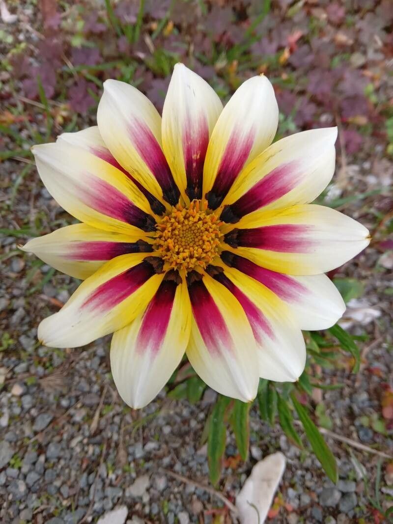 Gazania rigens var. uniflora x linearis flower