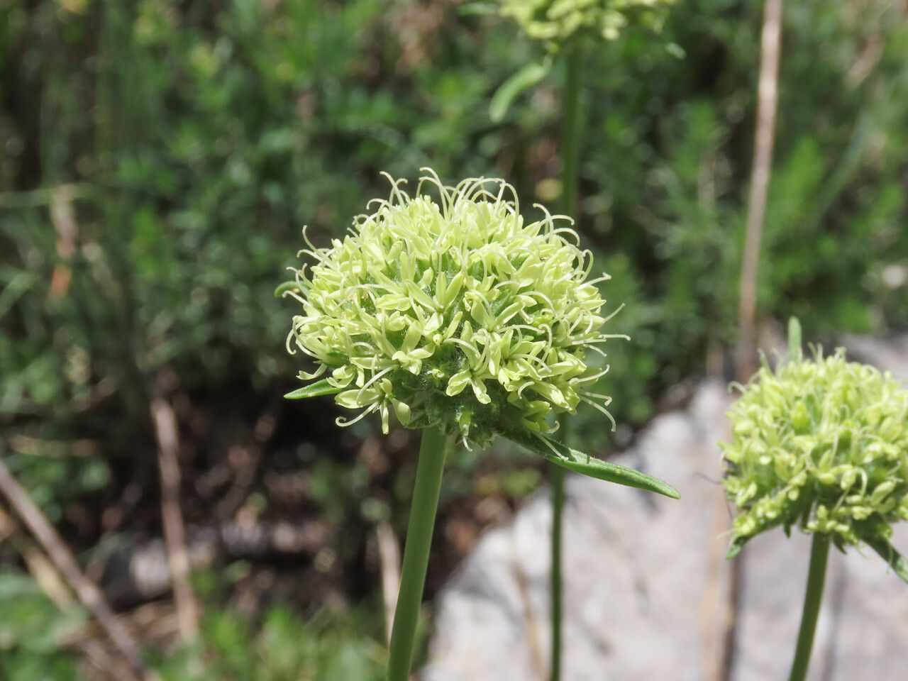 Saponaria bellidifolia flower
