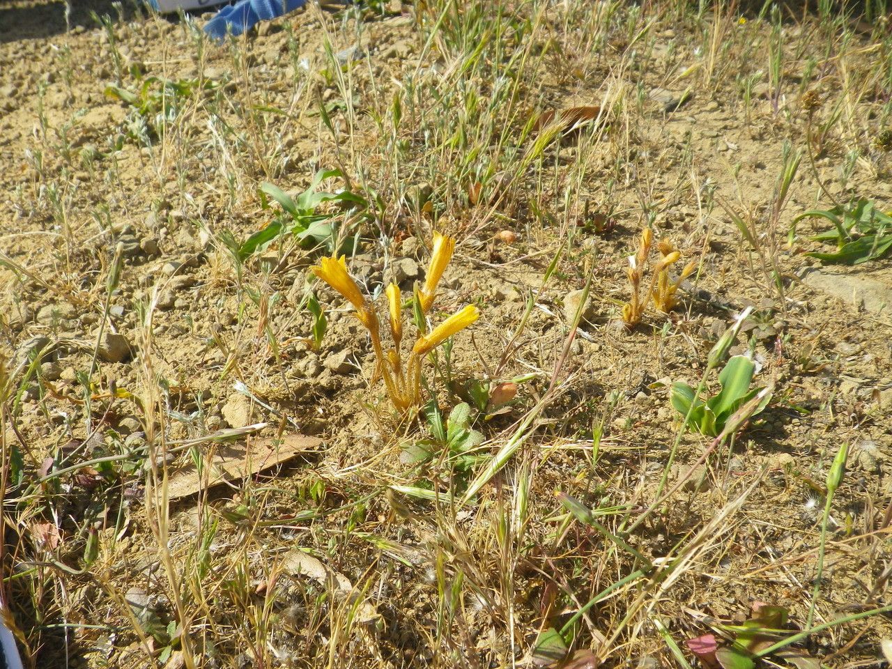 Orobanche fasciculata habit
