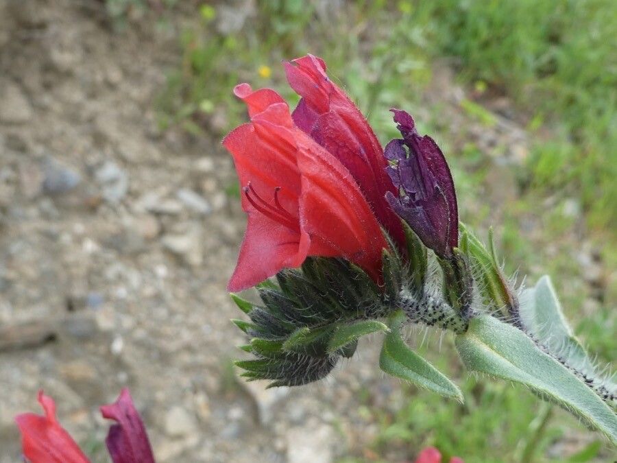 Echium creticum fruit