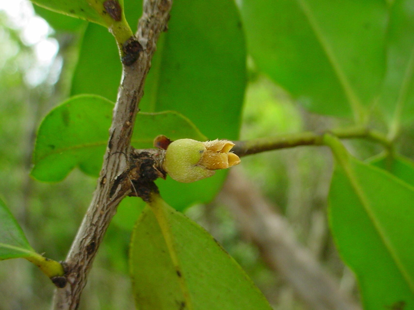 Diospyros cherrieri fruit
