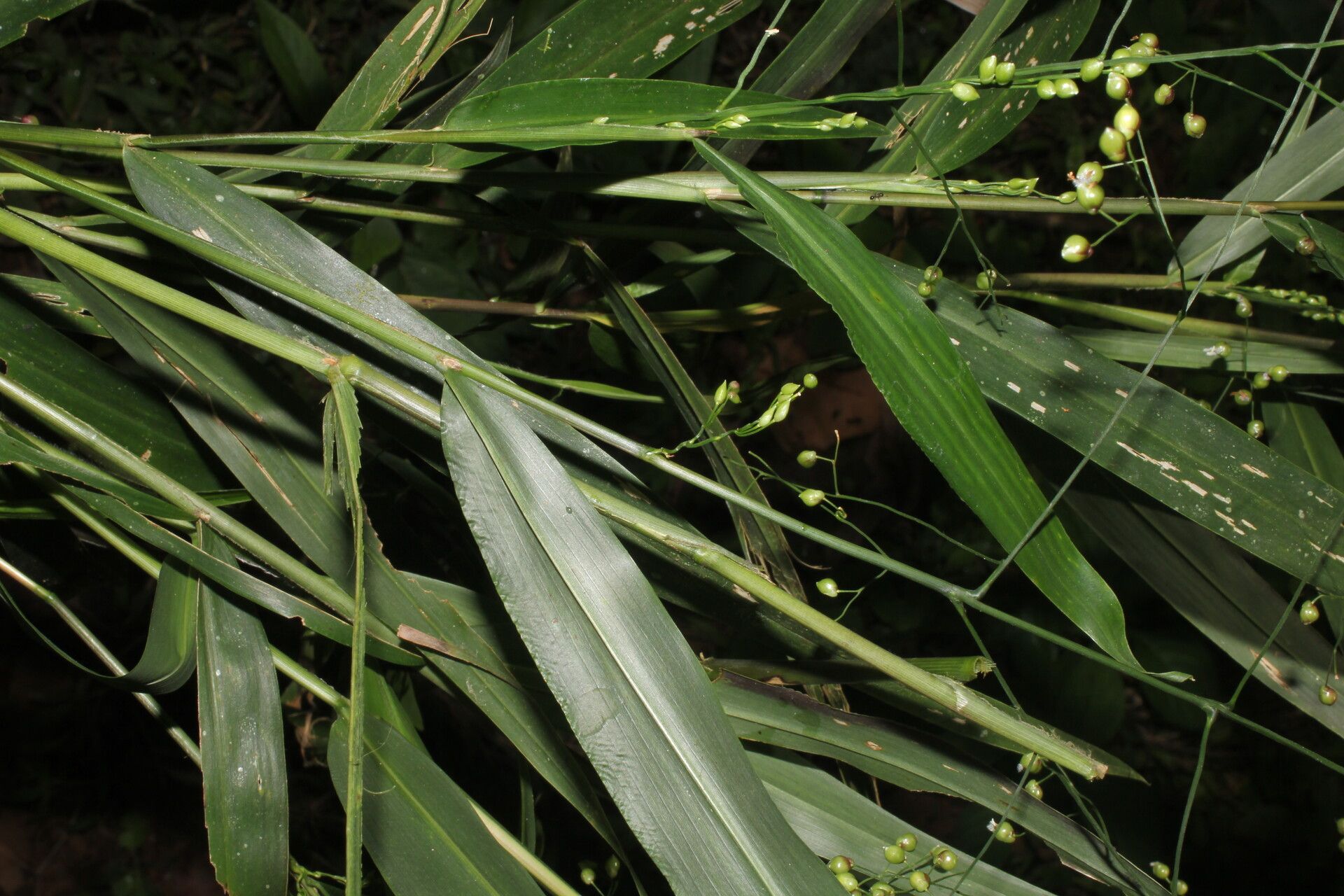 Lasiacis oaxacensis fruit