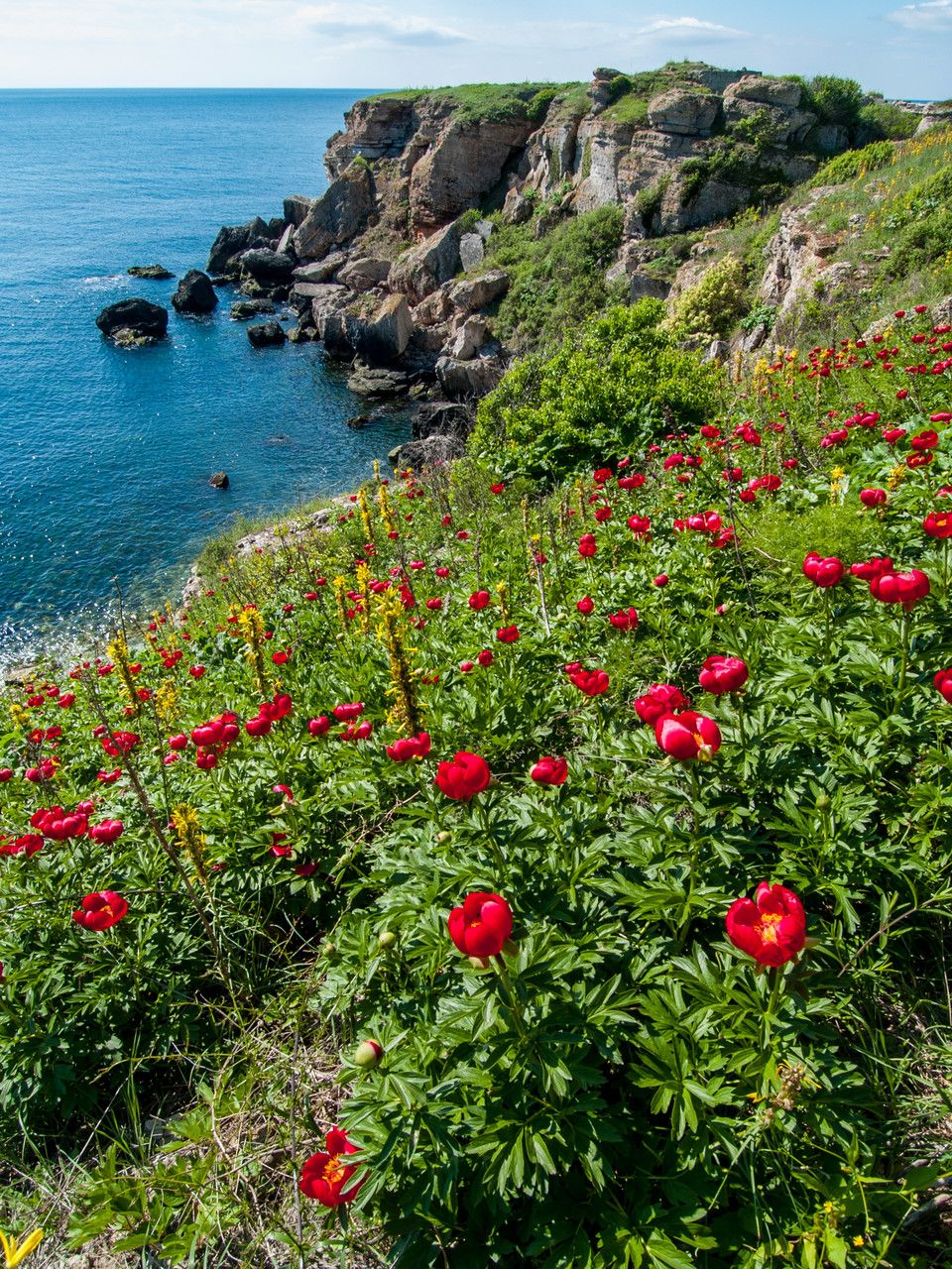 Paeonia peregrina habit