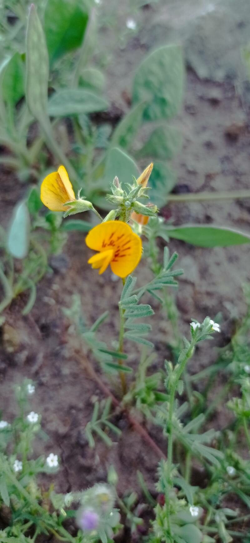 Adesmia parvifolia — houseplant care guide