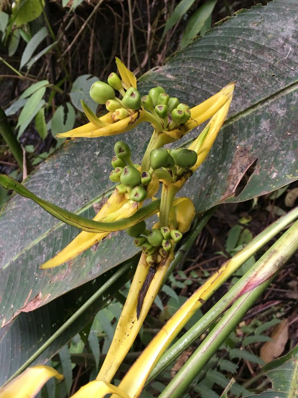 Heliconia clinophila other