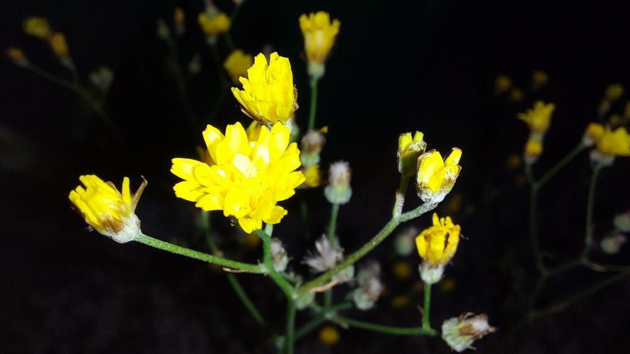 Crepis micrantha flower