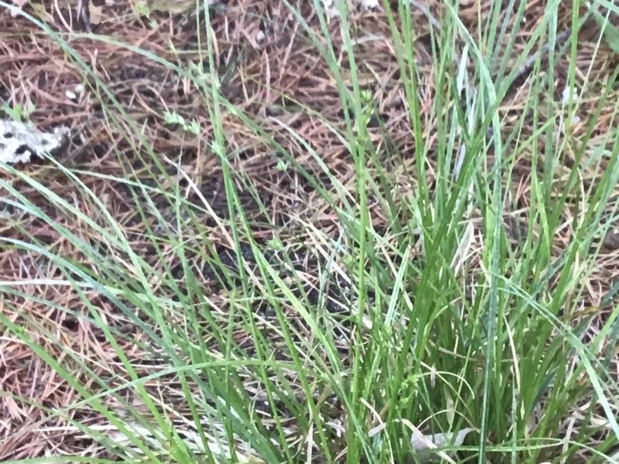 Carex distans — houseplant care guide