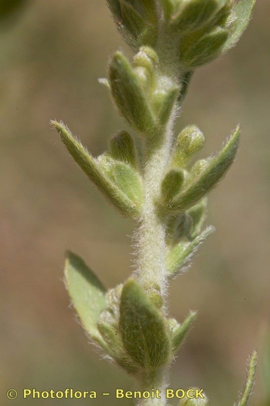 Thymelaea virgata fruit