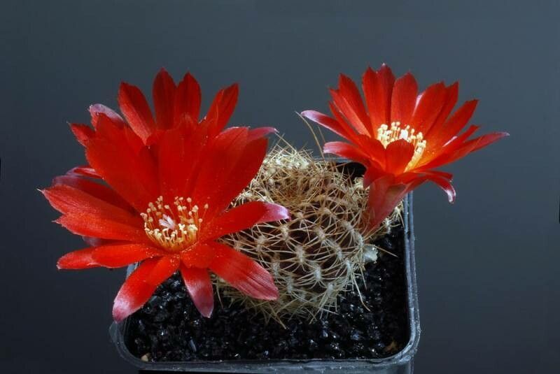 Rebutia steinbachii flower