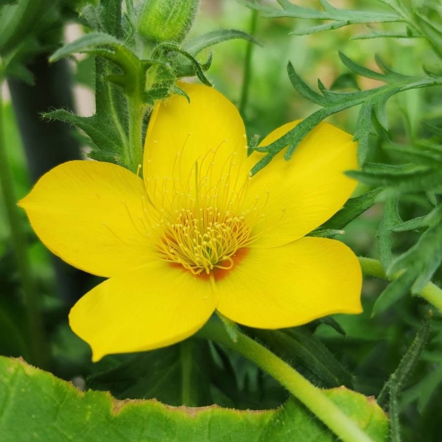 Mentzelia lindleyi — houseplant care guide