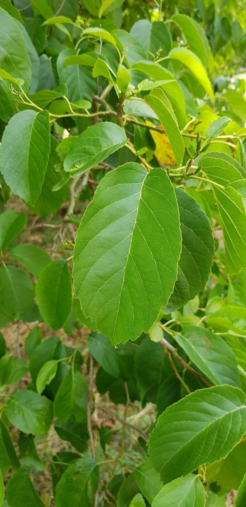 Alnus subcordata leaf
