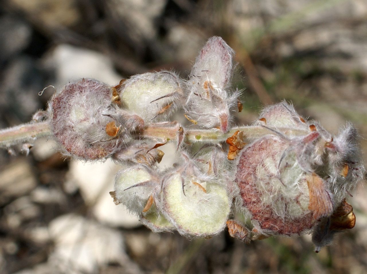 Onobrychis Kabylica fruit