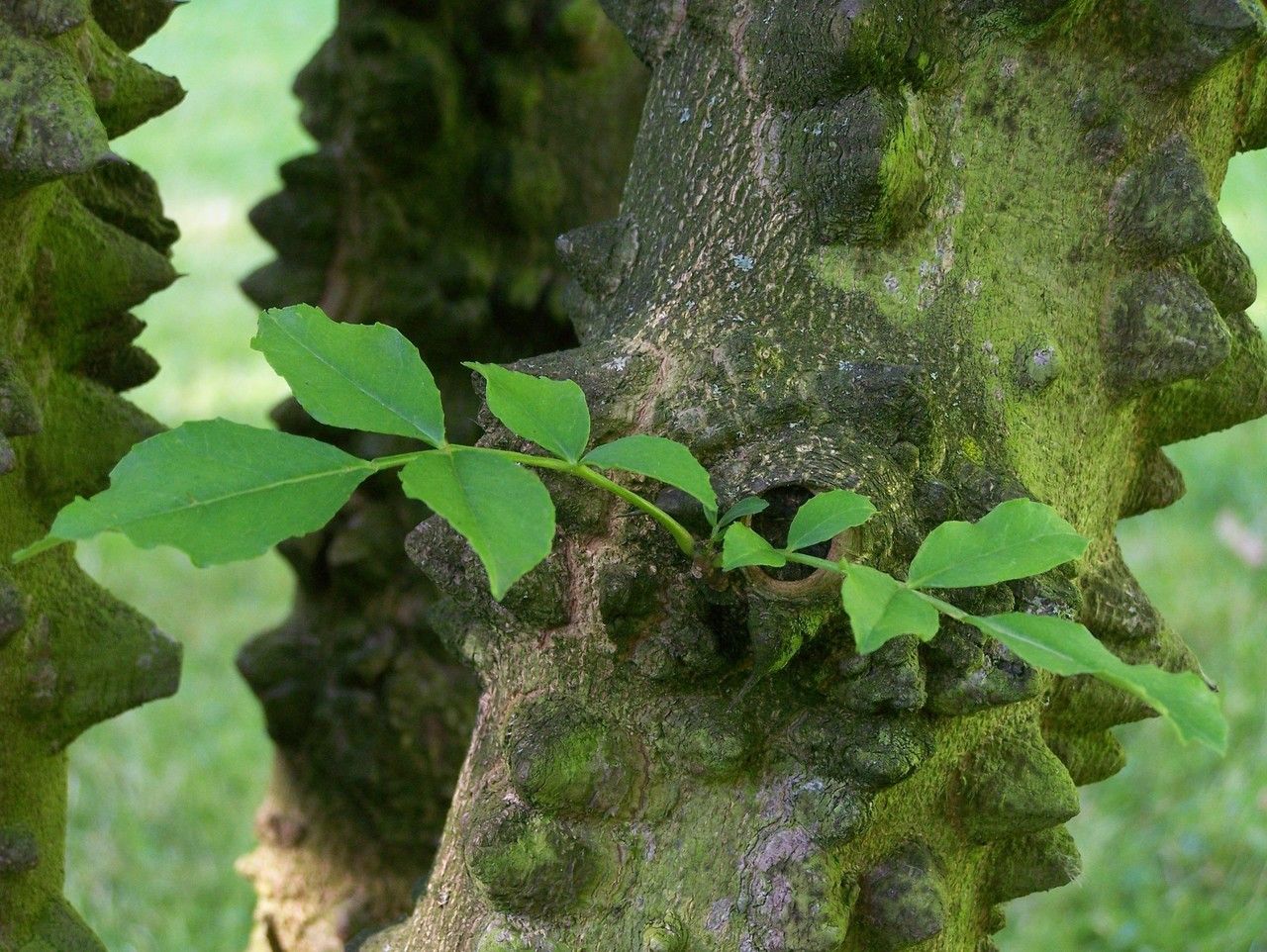 Zanthoxylum Simulans bark