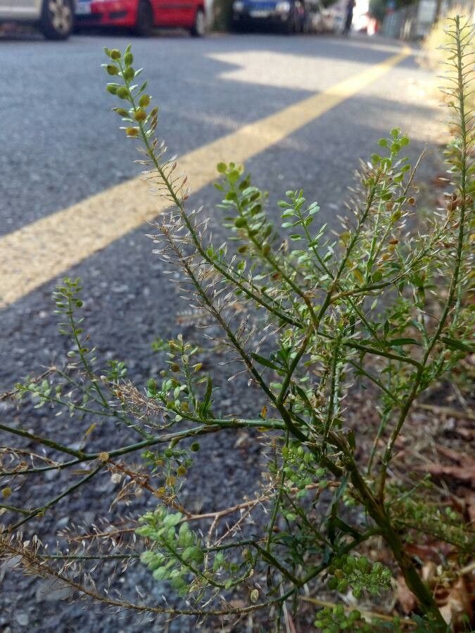 Lepidium ruderale — search result for 'Lepidium'