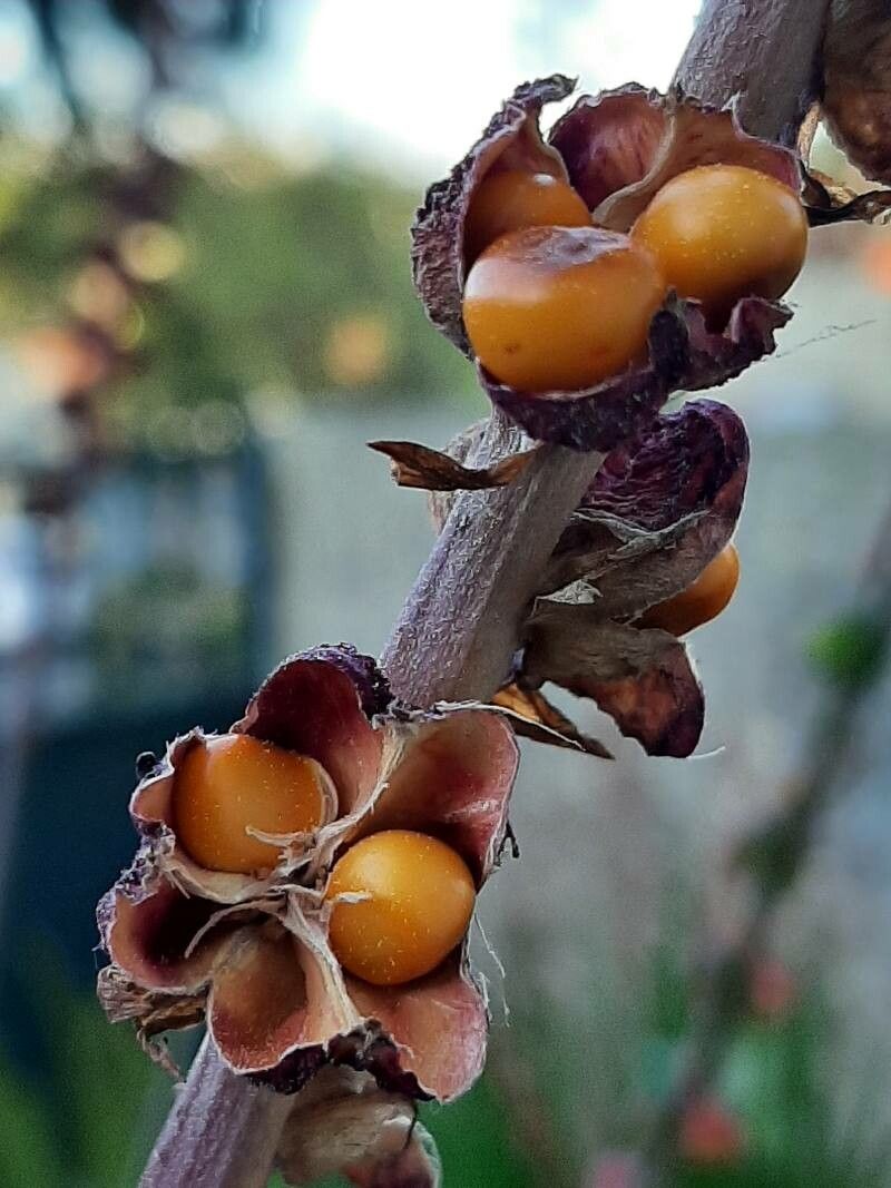 Chasmanthe aethiopica fruit