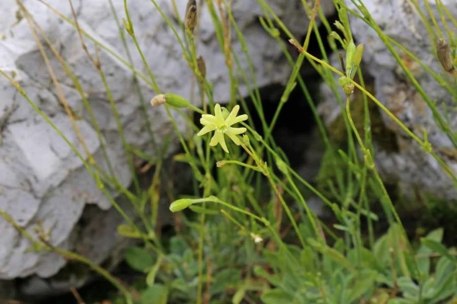 Silene flavescens habit