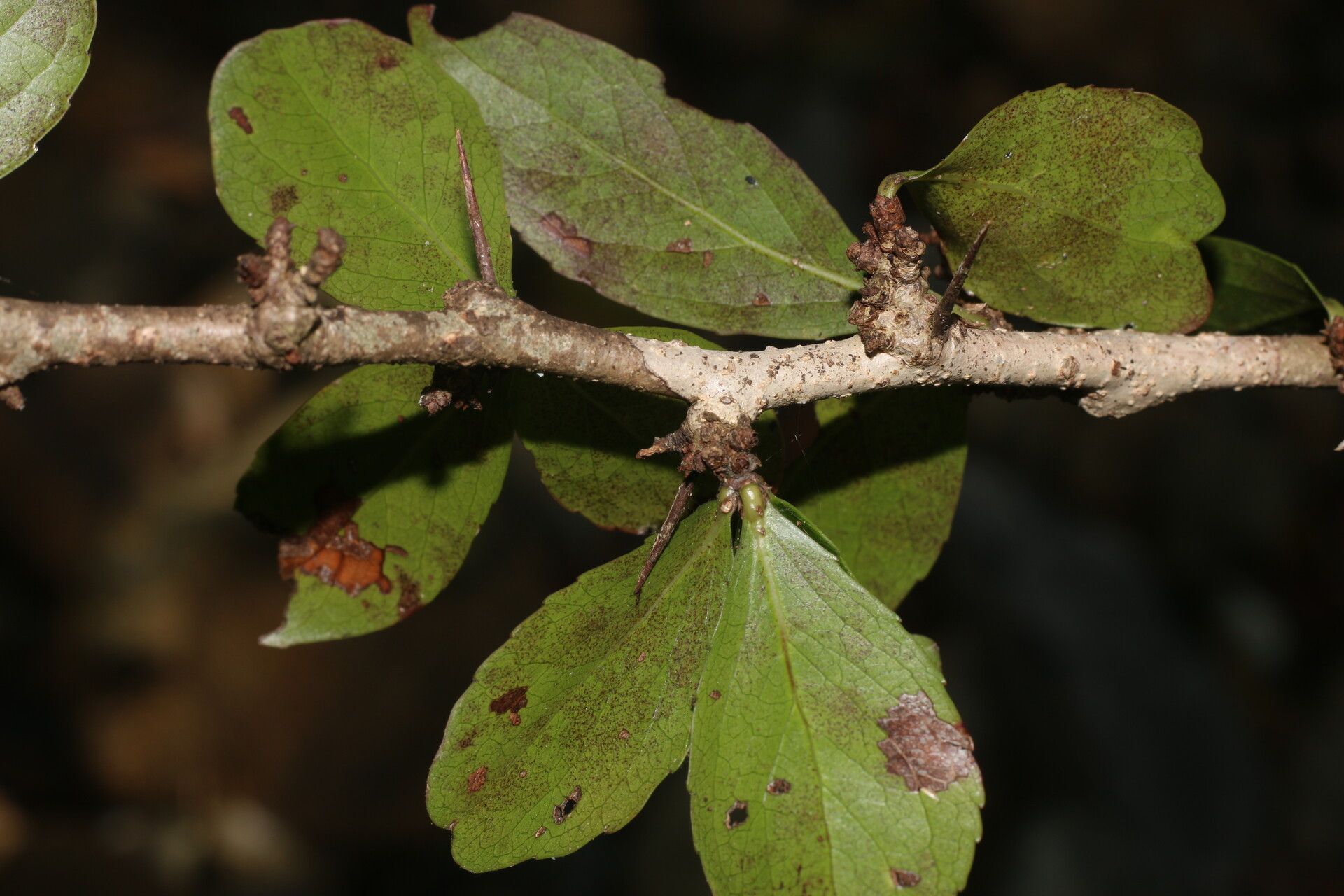 Xylosma horrida fruit