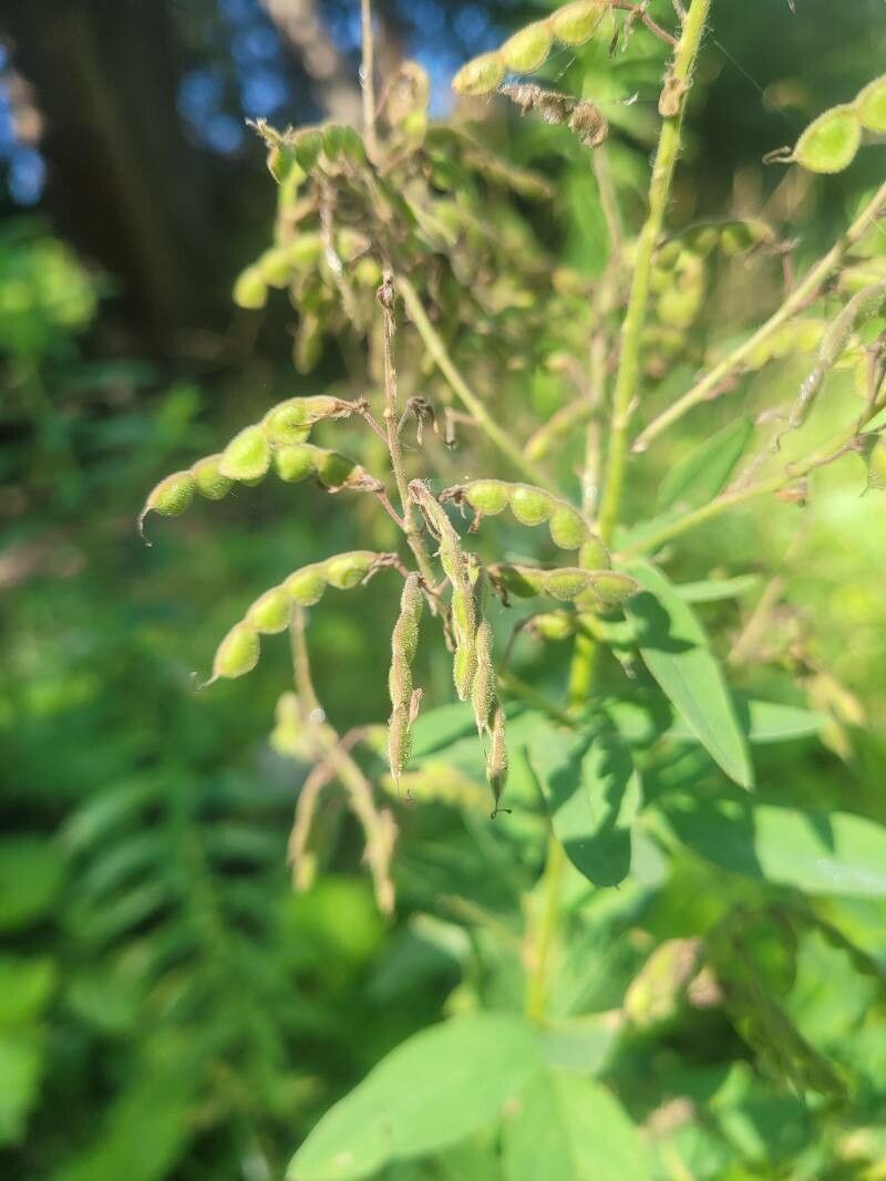 Desmodium canadense fruit