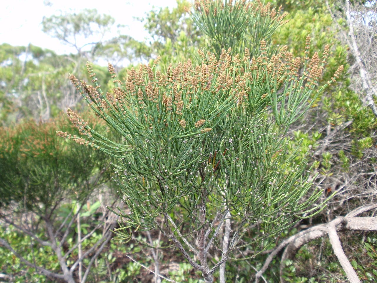 Gymnostoma chamaecyparis — related species from the same genus